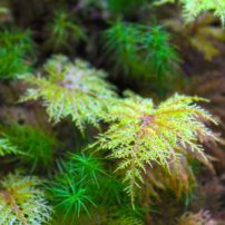 macro mossy ferns
